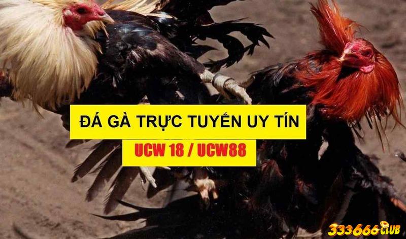 Đá gà trực tiếp tại UCW18 