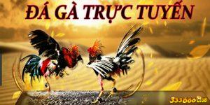 Đá gà và nền tảng trực tuyến 333666